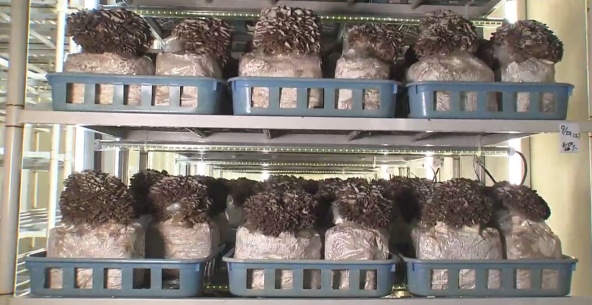  光の反射率を95%有効活用するシート 【しめじ栽培工場様】　　