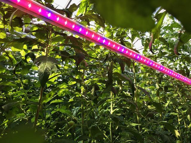  作業効率があがりました 【施設園芸様（トマト生産）】