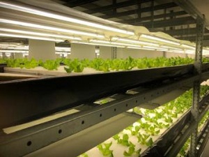  提案から設置まで総合的にサポート していただきました【葉物工場様】