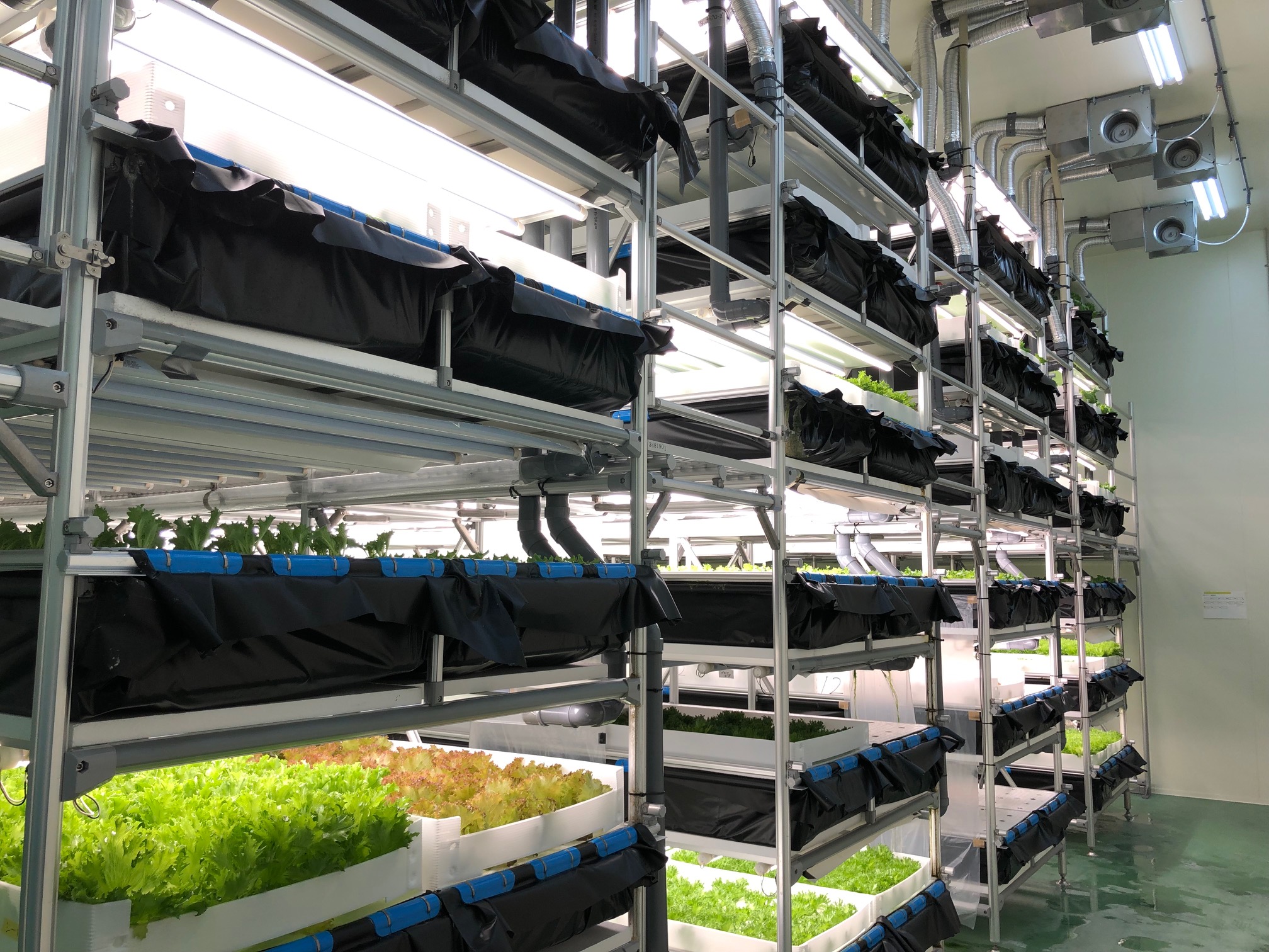  高効率LEDと送風管ユニットにより、250g以上のレタスを栽培